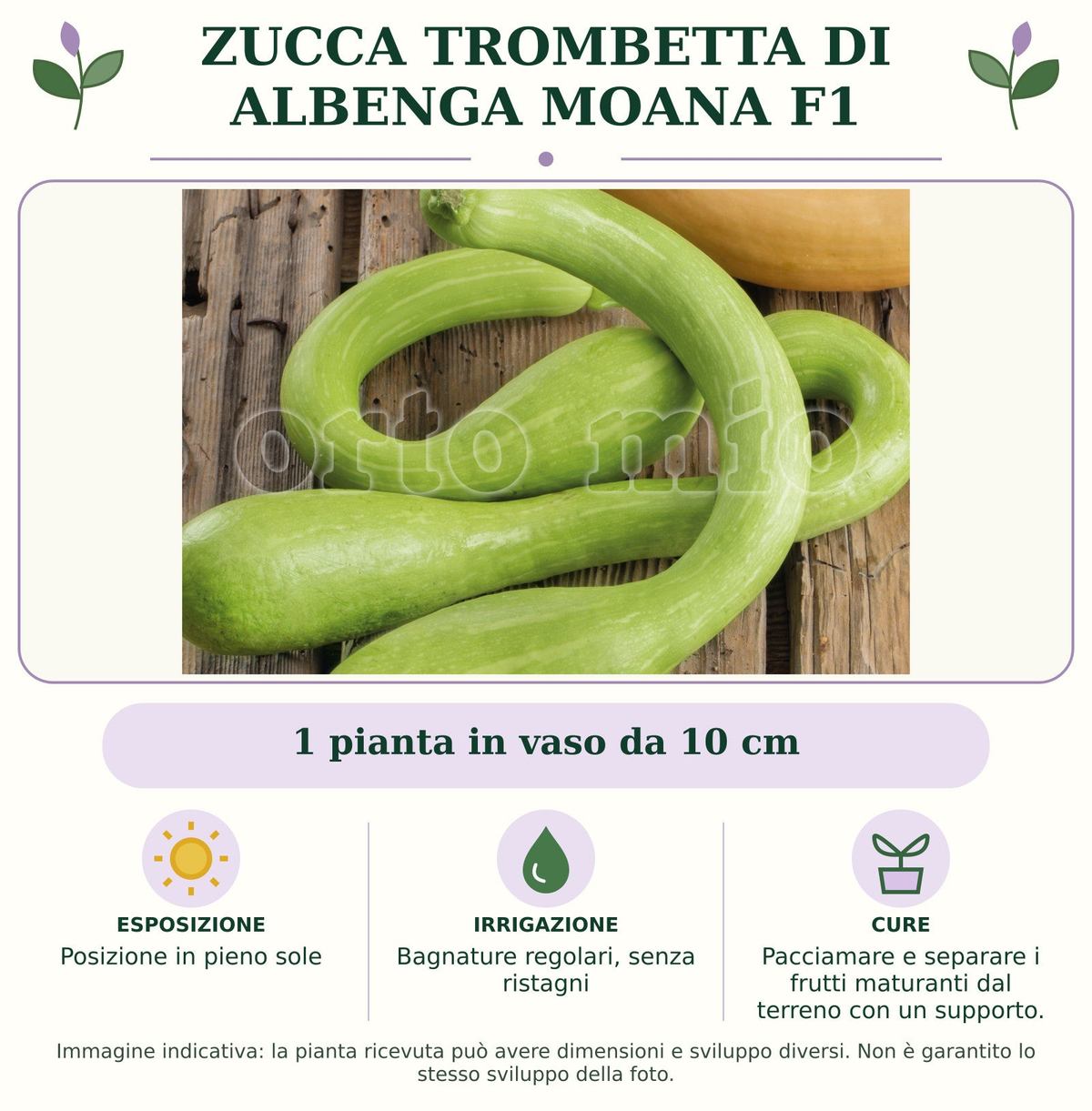 Zucca Trombetta di Albenga Moana F1: 1 pianta in vaso da 10 cm. Posizione in pieno sole. Bagnature regolari, senza ristagni. Pacciamare e separare i frutti maturanti dal terreno con un supporto.. Immagine indicativa.