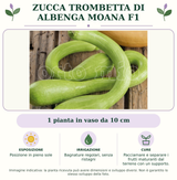 Zucca Trombetta di Albenga Moana F1: 1 pianta in vaso da 10 cm. Posizione in pieno sole. Bagnature regolari, senza ristagni. Pacciamare e separare i frutti maturanti dal terreno con un supporto.. Immagine indicativa.