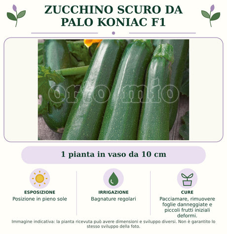 Zucchino Scuro da palo Koniac F1: 1 pianta in vaso da 10 cm. Posizione in pieno sole. Bagnature regolari. Pacciamare, rimuovere foglie danneggiate e piccoli frutti iniziali deformi.. Immagine indicativa.