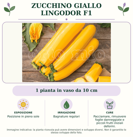 Zucchino Giallo Lingodor F1: 1 pianta in vaso da 10 cm. Posizione in pieno sole. Bagnature regolari. Pacciamare, rimuovere foglie danneggiate e piccoli frutti iniziali deformi.. Immagine indicativa.