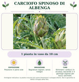 Carciofo spinoso di Albenga: 1 pianta in vaso da 10 cm. Posizione in pieno sole. Bagnature regolari, senza ristagni. Eliminare i carducci in eccesso, lasciando 2–3 germogli vigorosi per buca; sarchiare.. Immagine indicativa.