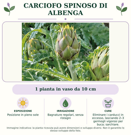 Carciofo spinoso di Albenga: 1 pianta in vaso da 10 cm. Posizione in pieno sole. Bagnature regolari, senza ristagni. Eliminare i carducci in eccesso, lasciando 2–3 germogli vigorosi per buca; sarchiare.. Immagine indicativa.