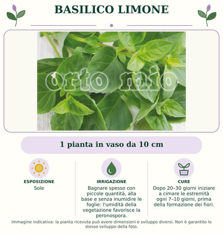 Basilico Limone: 1 pianta in vaso da 10 cm. Sole. Bagnare spesso con piccole quantità, alla base e senza inumidire le foglie: l'umidità della vegetazione favorisce la peronospora.. Dopo 20–30 giorni iniziare a cimare le estremità ogni 7–10 giorni, prima della formazione dei fiori.. Immagine indicativa.