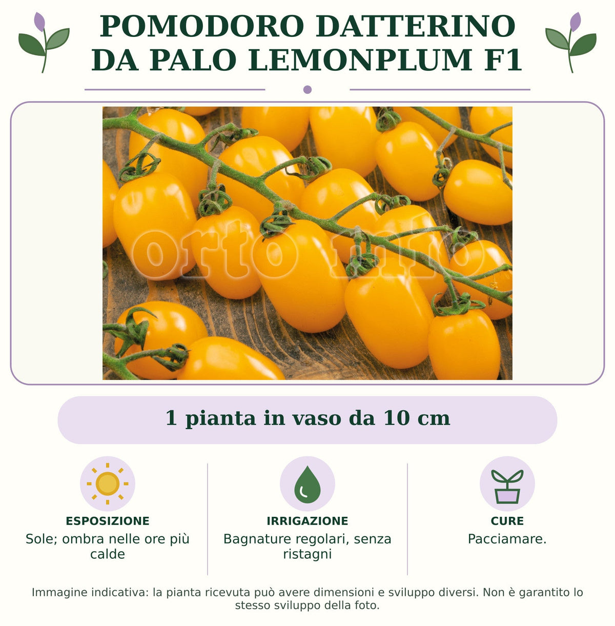 Pomodoro Datterino da palo Lemonplum F1: 1 pianta in vaso da 10 cm. Sole; ombra nelle ore più calde. Bagnature regolari, senza ristagni. Pacciamare.. Immagine indicativa.