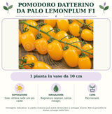 Pomodoro Datterino da palo Lemonplum F1: 1 pianta in vaso da 10 cm. Sole; ombra nelle ore più calde. Bagnature regolari, senza ristagni. Pacciamare.. Immagine indicativa.