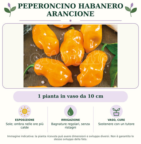 Peperoncino Habanero arancione: 1 pianta in vaso da 10 cm. Sole; ombra nelle ore più calde. Bagnature regolari, senza ristagni. Sostenere con un tutore. Immagine indicativa.