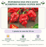 Peperoncino piccante Scorpion rosso super hot: 1 pianta in vaso da 10 cm. Sole; ombra nelle ore più calde. Bagnature regolari, senza ristagni. Sostenere con un tutore. Immagine indicativa.