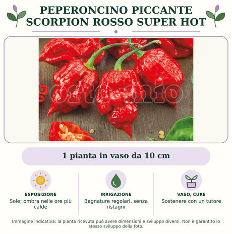 Peperoncino piccante Scorpion rosso super hot: 1 pianta in vaso da 10 cm. Sole; ombra nelle ore più calde. Bagnature regolari, senza ristagni. Sostenere con un tutore. Immagine indicativa.