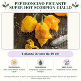 Peperoncino piccante super hot Scorpion giallo: 1 pianta in vaso da 10 cm. Sole; ombra nelle ore più calde. Bagnature regolari, senza ristagni. Sostenere con un tutore. Immagine indicativa.