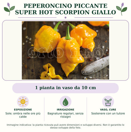 Peperoncino piccante super hot Scorpion giallo: 1 pianta in vaso da 10 cm. Sole; ombra nelle ore più calde. Bagnature regolari, senza ristagni. Sostenere con un tutore. Immagine indicativa.