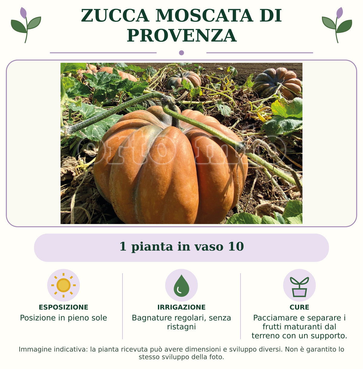 Zucca moscata di Provenza: 1 pianta in vaso 10. Posizione in pieno sole. Bagnature regolari, senza ristagni. Pacciamare e separare i frutti maturanti dal terreno con un supporto.. Immagine indicativa.