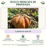 Zucca moscata di Provenza: 1 pianta in vaso 10. Posizione in pieno sole. Bagnature regolari, senza ristagni. Pacciamare e separare i frutti maturanti dal terreno con un supporto.. Immagine indicativa.
