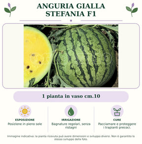Anguria Gialla Stefania F1: 1 pianta in vaso cm.10. Posizione in pieno sole. Bagnature regolari, senza ristagni. Pacciamare e proteggere i trapianti precoci.. Immagine indicativa.