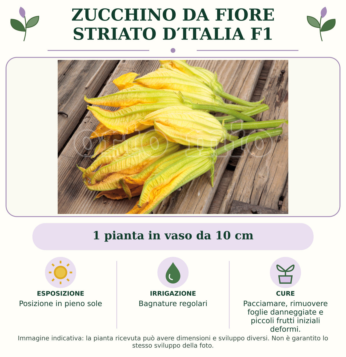 Zucchino da Fiore Striato d′Italia F1: 1 pianta in vaso da 10 cm. Posizione in pieno sole. Bagnature regolari. Pacciamare, rimuovere foglie danneggiate e piccoli frutti iniziali deformi.. Immagine indicativa.