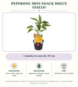 Peperone mini snack dolce giallo: 1 pianta in vaso da 10 cm. Sole; ombra nelle ore calde. Bagnature regolari, senza ristagni. Sostenere con un tutore. Immagine indicativa.