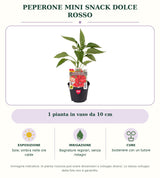 Peperone mini snack dolce rosso: 1 pianta in vaso da 10 cm. Sole; ombra nelle ore calde. Bagnature regolari, senza ristagni. Sostenere con un tutore. Immagine indicativa.