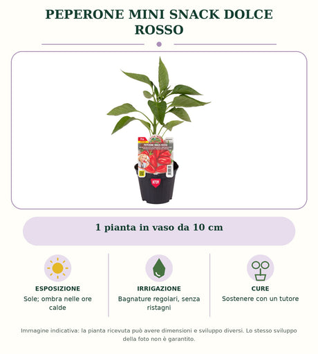 Peperone mini snack dolce rosso: 1 pianta in vaso da 10 cm. Sole; ombra nelle ore calde. Bagnature regolari, senza ristagni. Sostenere con un tutore. Immagine indicativa.