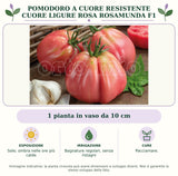 Pomodoro a cuore resistente cuore ligure rosa Rosamunda F1: 1 pianta in vaso da 10 cm. Sole; ombra nelle ore più calde. Bagnature regolari, senza ristagni. Pacciamare.. Immagine indicativa.