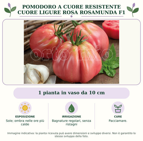 Pomodoro a cuore resistente cuore ligure rosa Rosamunda F1: 1 pianta in vaso da 10 cm. Sole; ombra nelle ore più calde. Bagnature regolari, senza ristagni. Pacciamare.. Immagine indicativa.