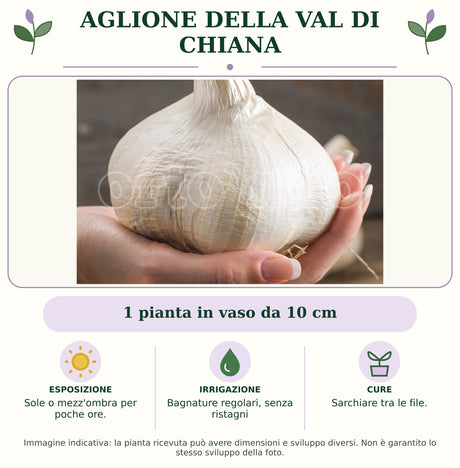 Aglione della Val di Chiana: 1 pianta in vaso da 10 cm. Sole o mezz'ombra per poche ore.. Bagnature regolari, senza ristagni. Sarchiare tra le file.. Immagine indicativa.