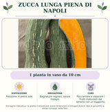 Zucca lunga piena di Napoli: 1 pianta in vaso da 10 cm. Posizione in pieno sole. Bagnature regolari, senza ristagni. Pacciamare e separare i frutti maturanti dal terreno con un supporto.. Immagine indicativa.