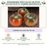 Pomodoro specialità quinto gusto Yup F1 (Sardo Reginella): 1 pianta in vaso da 10 cm. Sole; ombra nelle ore più calde. Bagnature regolari, senza ristagni. Pacciamare.. Immagine indicativa.
