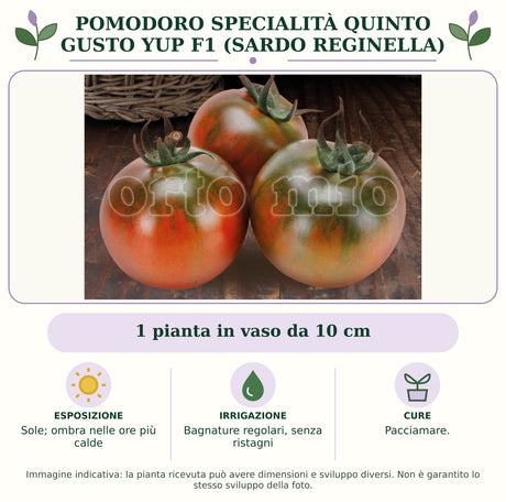 Pomodoro specialità quinto gusto Yup F1 (Sardo Reginella): 1 pianta in vaso da 10 cm. Sole; ombra nelle ore più calde. Bagnature regolari, senza ristagni. Pacciamare.. Immagine indicativa.