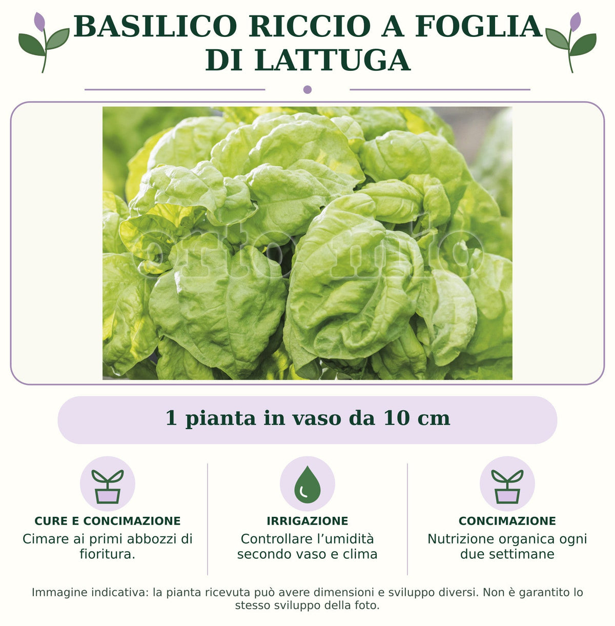 Basilico riccio a foglia di lattuga: 1 pianta in vaso da 10 cm. Cimare ai primi abbozzi di fioritura.. Controllare l’umidità secondo vaso e clima. Nutrizione organica ogni due settimane. Immagine indicativa.