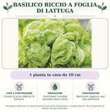 Basilico riccio a foglia di lattuga: 1 pianta in vaso da 10 cm. Cimare ai primi abbozzi di fioritura.. Controllare l’umidità secondo vaso e clima. Nutrizione organica ogni due settimane. Immagine indicativa.