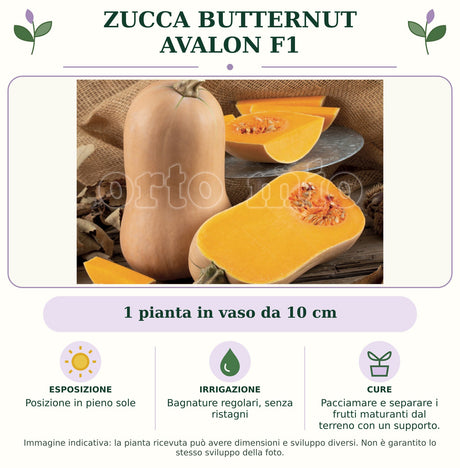 Zucca Butternut Avalon F1: 1 pianta in vaso da 10 cm. Posizione in pieno sole. Bagnature regolari, senza ristagni. Pacciamare e separare i frutti maturanti dal terreno con un supporto.. Immagine indicativa.