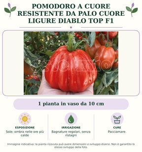 Pomodoro a Cuore Resistente da palo Cuore ligure Diablo top F1: 1 pianta in vaso da 10 cm. Sole; ombra nelle ore più calde. Bagnature regolari, senza ristagni. Pacciamare.. Immagine indicativa.