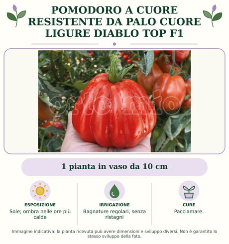 Pomodoro a Cuore Resistente da palo Cuore ligure Diablo top F1: 1 pianta in vaso da 10 cm. Sole; ombra nelle ore più calde. Bagnature regolari, senza ristagni. Pacciamare.. Immagine indicativa.
