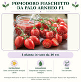 Pomodoro fiaschetto da palo Arnheo F1: 1 pianta in vaso da 10 cm. Sole; ombra nelle ore più calde. Bagnature regolari, senza ristagni. Pacciamare.. Immagine indicativa.
