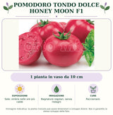 Pomodoro tondo dolce Honey Moon F1: 1 pianta in vaso da 10 cm. Sole; ombra nelle ore più calde. Bagnature regolari, senza ristagni. Pacciamare.. Immagine indicativa.
