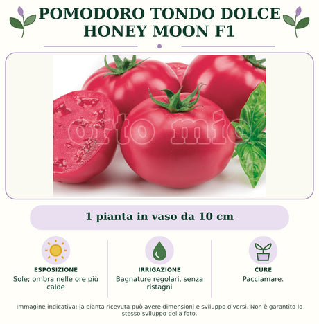 Pomodoro tondo dolce Honey Moon F1: 1 pianta in vaso da 10 cm. Sole; ombra nelle ore più calde. Bagnature regolari, senza ristagni. Pacciamare.. Immagine indicativa.