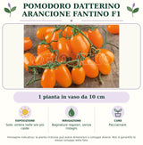 Pomodoro datterino arancione Fantino F1: 1 pianta in vaso da 10 cm. Sole; ombra nelle ore più calde. Bagnature regolari, senza ristagni. Pacciamare. Immagine indicativa.