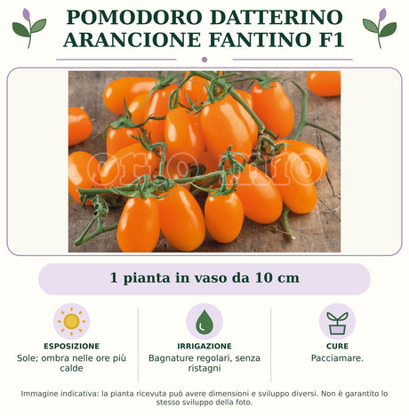 Pomodoro datterino arancione Fantino F1: 1 pianta in vaso da 10 cm. Sole; ombra nelle ore più calde. Bagnature regolari, senza ristagni. Pacciamare. Immagine indicativa.