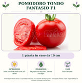Pomodoro tondo Fantasio F1: 1 pianta in vaso da 10 cm. Sole; ombra nelle ore più calde. Bagnature regolari, senza ristagni. Pacciamare.. Immagine indicativa.