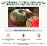 Pomodoro costoluto marmande chocolate scuro Cappuccino F1: 1 pianta in vaso da 10 cm. Sole; ombra nelle ore più calde. Bagnature regolari, senza ristagni. Pacciamare.. Immagine indicativa.
