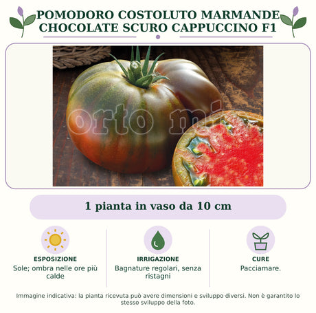 Pomodoro costoluto marmande chocolate scuro Cappuccino F1: 1 pianta in vaso da 10 cm. Sole; ombra nelle ore più calde. Bagnature regolari, senza ristagni. Pacciamare.. Immagine indicativa.