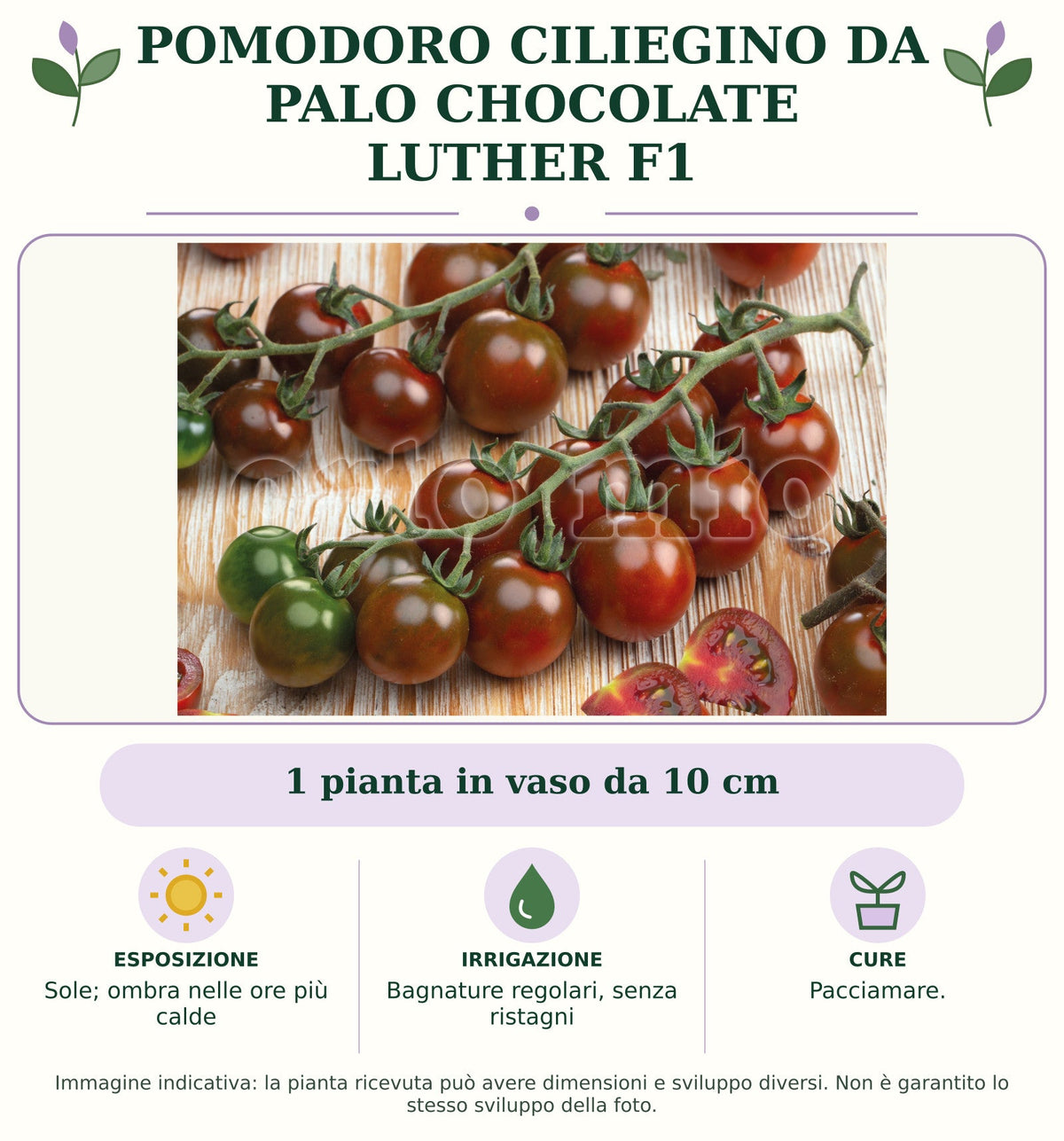Pomodoro Ciliegino da palo Chocolate Luther F1: 1 pianta in vaso da 10 cm. Sole; ombra nelle ore più calde. Bagnature regolari, senza ristagni. Pacciamare.. Immagine indicativa.