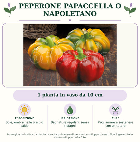 Peperone Papaccella o Napoletano: 1 pianta in vaso da 10 cm. Sole; ombra nelle ore più calde. Bagnature regolari, senza ristagni. Pacciamare e sostenere con un tutore. Immagine indicativa.