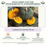 Zucca Iron Cap var. Tetsukabuto F1 (Conservabile): 1 pianta in vaso da 10 cm. Posizione in pieno sole. Bagnature regolari, senza ristagni. Pacciamare e separare i frutti maturanti dal terreno con un supporto.. Immagine indicativa.