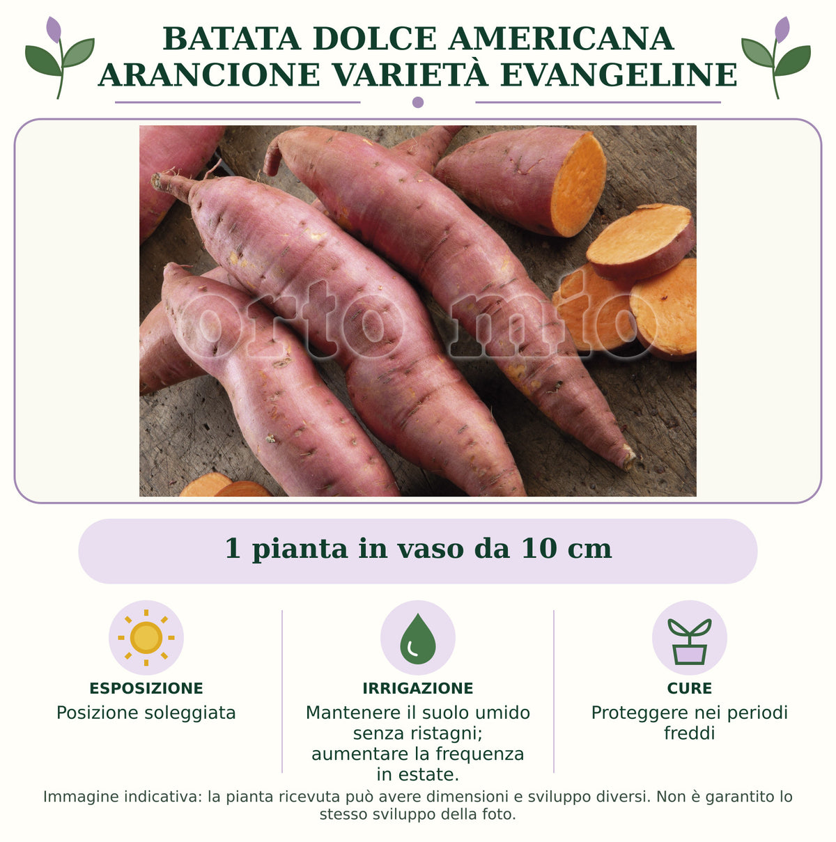 Batata dolce americana Arancione varietà Evangeline: 1 pianta in vaso da 10 cm. Posizione soleggiata. Mantenere il suolo umido senza ristagni; aumentare la frequenza in estate.. Proteggere nei periodi freddi. Immagine indicativa.