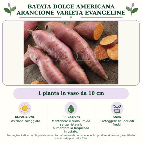 Batata dolce americana Arancione varietà Evangeline: 1 pianta in vaso da 10 cm. Posizione soleggiata. Mantenere il suolo umido senza ristagni; aumentare la frequenza in estate.. Proteggere nei periodi freddi. Immagine indicativa.