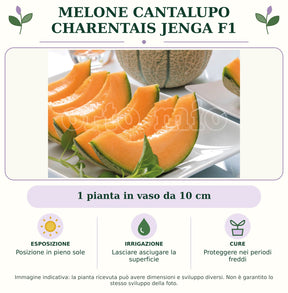 Melone Cantalupo Charentais Jenga F1: 1 pianta in vaso da 10 cm. Posizione in pieno sole. Lasciare asciugare la superficie. Proteggere nei periodi freddi. Immagine indicativa.