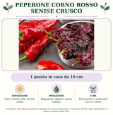 Peperone Corno rosso Senise Crusco: 1 pianta in vaso da 10 cm. Sole; ombra nelle ore più calde. Bagnature regolari, senza ristagni. Pacciamare e sostenere con un tutore. Immagine indicativa.
