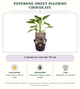 Peperone Sweet Palermo chocolate: 1 pianta in vaso da 10 cm. Sole; ombra nelle ore calde. Bagnature regolari, senza ristagni. Sostenere con un tutore. Immagine indicativa.