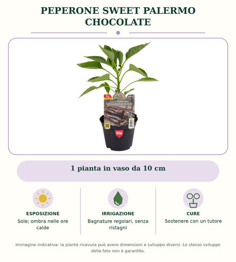 Peperone Sweet Palermo chocolate: 1 pianta in vaso da 10 cm. Sole; ombra nelle ore calde. Bagnature regolari, senza ristagni. Sostenere con un tutore. Immagine indicativa.