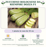 Zucchino Bolognese da riempire Dozza F1: 1 pianta in vaso da 10 cm. Posizione in pieno sole. Bagnature regolari. Pacciamare, rimuovere foglie danneggiate e piccoli frutti iniziali deformi.. Immagine indicativa.